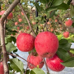 サンフジりんご 訳あり品 約5kg の画像