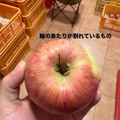 サンフジりんご 訳あり品 約5kg の画像