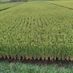 令和7年産新米30kg（１等米玄米）の画像