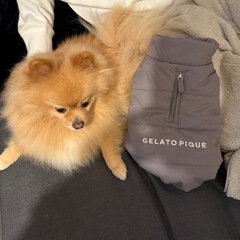 【ジェラピケ】犬用ベスト【未使用】の画像