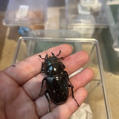 ギラファノコギリクワガタ ケイスケの画像