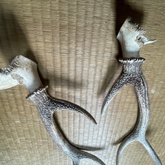 鹿の角 自然乾燥済み 約55cm 60cmの画像