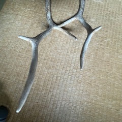 鹿の角 自然乾燥済み 約55cm 60cmの画像