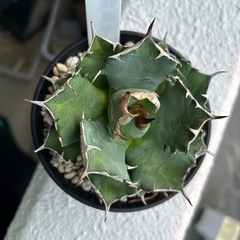 アガベ　姫厳龍の画像