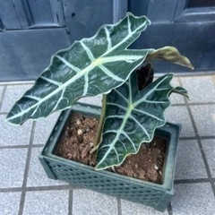 観葉植物の画像