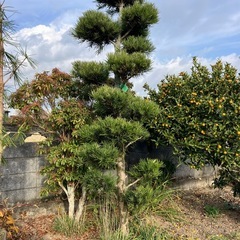 [サービス品]庭木3本各種の画像