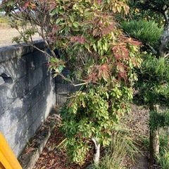 [サービス品]庭木3本各種の画像