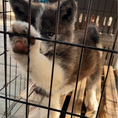 秋田犬　仔犬 - ペット
