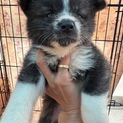 秋田犬　仔犬の画像