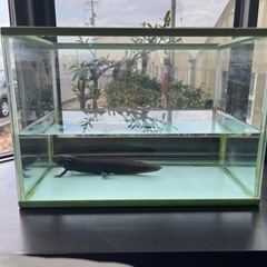 ウーパールーパーセットの画像