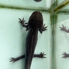 ウーパールーパーセットの画像