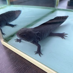 ウーパールーパーセットの画像