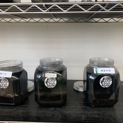 宇部市　メダカ　めだかの画像