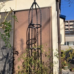 モッコウバラ🌹の画像