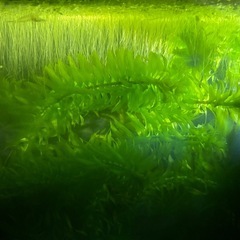 水草、マツモ、浮き草の画像