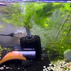 水草、マツモ、浮き草の画像