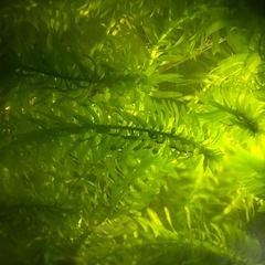 水草、マツモ、浮き草の画像