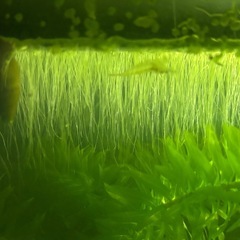 水草、マツモ、浮き草の画像