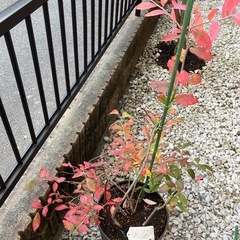 ブルーベリーの木2本入りの画像