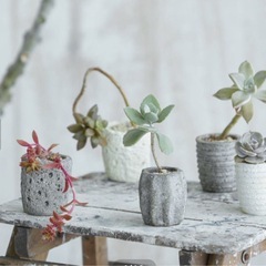 多肉ミニポットセットの画像