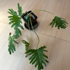 観葉植物　セローム　　の画像