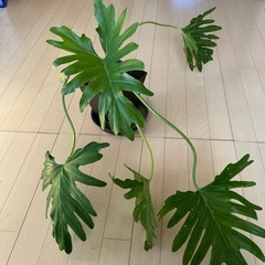 観葉植物　セローム　　の画像