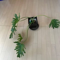 観葉植物　セローム　　の画像