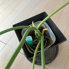 観葉植物　セローム　　の画像