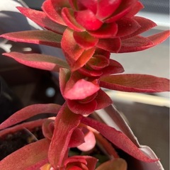 多肉🪴植物4種類の画像