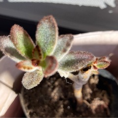 多肉🪴植物4種類の画像