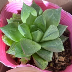 多肉🪴植物4種類の画像