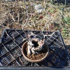 盆栽　うめもどき　マユミの画像