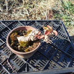 盆栽　うめもどき　マユミの画像