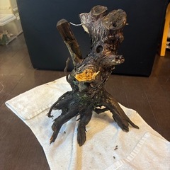 🌟オシャレ🌟　桂川流木　の画像