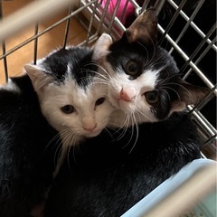 里親さん決まりました❣️仲良しすぎな兄弟仔猫❣️8週くらい