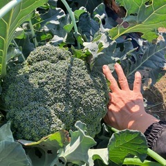 ブロッコリーの画像