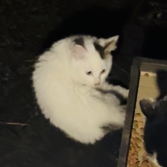 白猫2匹✨