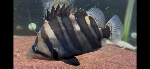 ダトニオ➕ポリプテルス3匹セット（アンソルギー、ラプラディ、プラチナセネガルス）