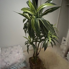 観葉植物の画像