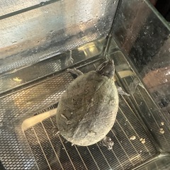 ミシシッピニオイガメ