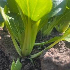 チンゲンサイ　の画像