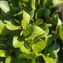 チンゲンサイ　の画像