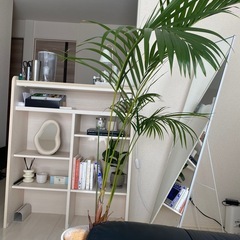 アレカヤシの画像