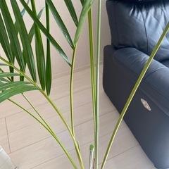 アレカヤシの画像