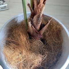 アレカヤシの画像