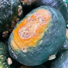 かぼちゃ 南瓜 1箱10キロ以上 ② 野菜の画像