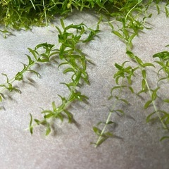 水草　　パールグラスの画像