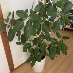 おしゃれ鉢付き🌿フィカス・ベンガレンシス 約
155cmの画像