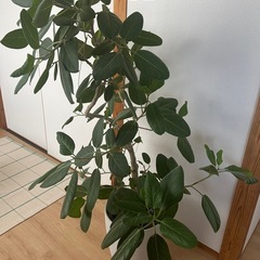 おしゃれ鉢付き🌿フィカス・ベンガレンシス 約
155cmの画像