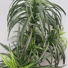 観葉植物　フェイクグリーン　ツリーの画像